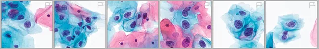 Image of cytology cells with correlated numbers